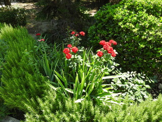 red and white flowers