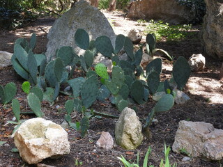 cactus in the garden
