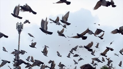 Slow motion shot of the flock of pigeons flying in the sky   . 