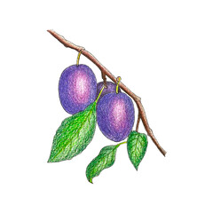 Plum branch with fruits and leaves, sketch, pencil hand drawing. Autumn illustration.