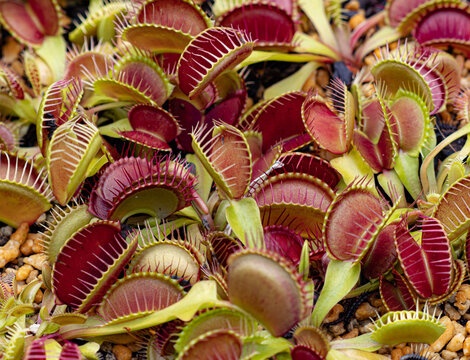 Venus Flytrap