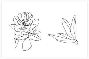 Fototapeta premium Peonies pattern illustration.Image on a white background.