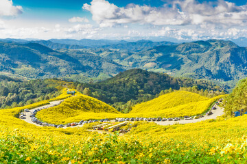 Mexican sunflower weed (we call bua-tong).