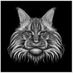 Maine Coon cat. Grey, white and black , graphic, hand-drawn portrait of a cat looking ahead on a black background.
