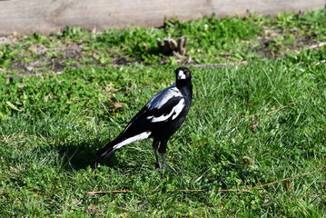 Australian magpie, standing on an unkempt lawn in a yard on a sunny day, looking over its shoulder