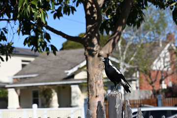 Australian magpie warbling, while perched on a fence post in a suburban street