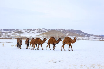 herd of camels walking in the snow