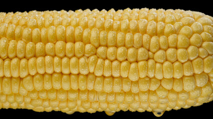 Corn Cob on black background, macro view. Corn Seeds Texture 