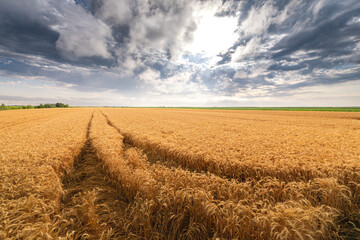 field of soybeans and wheat