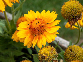 Yellow and orange Gaillardia Mesa blanket flower