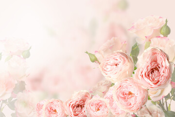 Obraz na płótnie Canvas Beautiful pink roses on blurred background