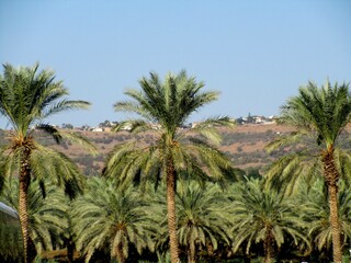 Fototapeta na wymiar Top view of Palm trees at tropical coast