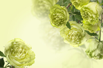 Beautiful green roses on color background