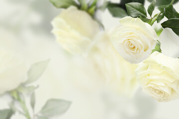Obraz na płótnie Canvas Beautiful white roses on blurred background