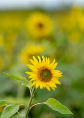 autumn landscape with yellow sunflower flower fragments, beautiful sunflower flowers, autumn time