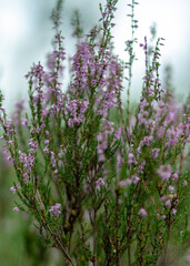 heather flowers in autumn, heather flower details on a fuzzy background