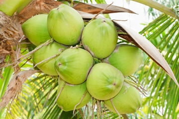 coconut