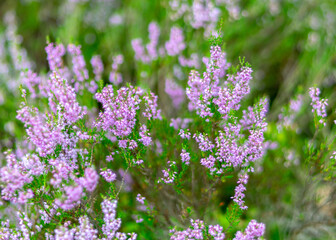 heather flowers in autumn, heather flower details on a fuzzy background