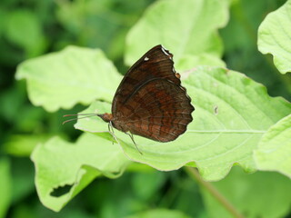 The Angled Castor Butterfly on leaf with natural green background, Orange and brown stripes and white spots on tropical insect wings, Thailand	
