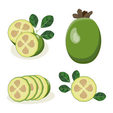 Vector isolated collection of cartoon green feijoa fruit with leaves, round slice of exotic feijoa and pieces of fruit. Stylized illustrations of tropical feijoa fruit in different views and angles.