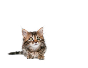 baby cute kitten isolated on white background with copy space