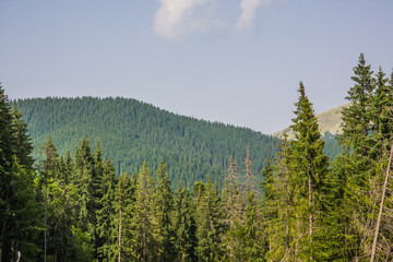 Beautiful pine trees on background high mountains. Carpathians. Thick spruce forest on the hillside overlooking the sky