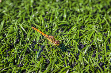 A dragonfly sits on artificial grass on a soccer field? An football field with a dragonfly