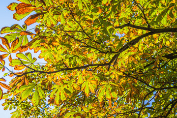 Horse chestnut leaves begin to dry and curl at edges due to heat and drought. The color of leaf changes smoothly from green to yellow and then to brown. Early autumn. Selective focus.