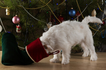 funny white puppy stuck his head in christmas sock with gifts, christmas holiday concept