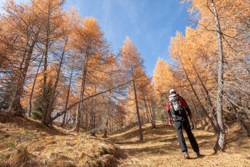 A trekker walking solo  among the forest in a sunny atumnal  day