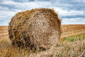 Haystacks harvested on a field in late summer.