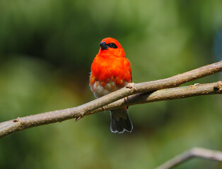 Red Fody bird from Mauritius.- Foudia Madagascariensis