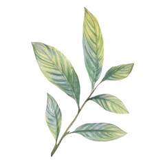 Watercolor illustration of a branch of a green plant.
