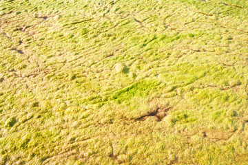 Water algae.