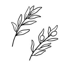 Olives branch in line art drawing style. Minimalist black linear sketch on white background. Vector outline illustration