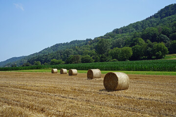 hay bales in the field