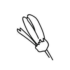 One Vector Botanical Illustration Chamomile with black line on white background. Floral, Summer hand drawn doodle style picture. Designs for packaging, social media, web, cards, posters, invitations.