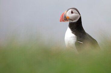 The atlantic puffin lives on the ocean and comes for nesting and breeding to the shore. They are seen in big numbers on Iceland