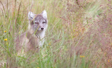 Very young polar fox
