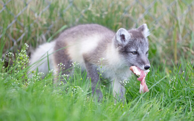 Very young polar fox