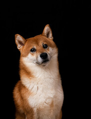 Shiba inu Japanese breed fluffy dog portrait on a black background with copy space text template. Vertical studio photography