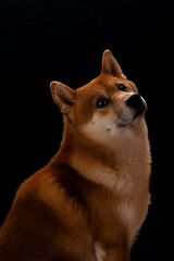 Shiba inu Japanese breed fluffy dog portrait on a black background with copy space text template. Vertical studio photography