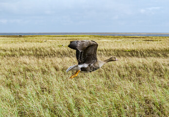 Greater White-fronted Goose (Anser albifrons) in Barents Sea coastal area, Russia
