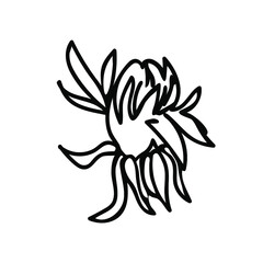 One Vector Botanical Illustration Dandelion with black line on white background.Floral,Summer hand drawn doodle style picture.Designs for packaging,social media,web,cards, posters,invitations.