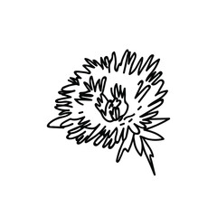 Obraz premium One Vector Botanical Illustration Dandelion with black line on white background.Floral,Summer hand drawn doodle style picture.Designs for packaging,social media,web,cards, posters,invitations.