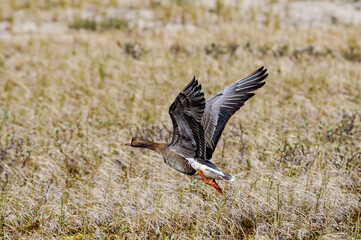 Greater White-fronted Goose (Anser albifrons) in Barents Sea coastal area, Russia