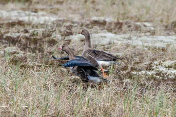Greater White-fronted Geese (Anser albifrons) in Barents Sea coastal area, Russia