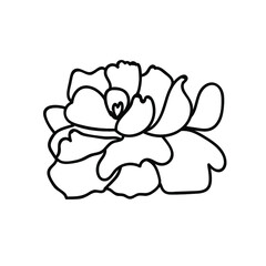 Obraz premium One Vector Botanical Illustration Rose with black line on white background.Floral,Summer hand drawn doodle style picture.Designs for packaging,social media,web,cards, posters,invitations.