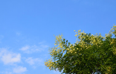 Blooming Japanese pagoda tree against the blue sky. Copy space. Styphnolobium japonicum  Schott (Chinese scholar tree, pagoda tree). 