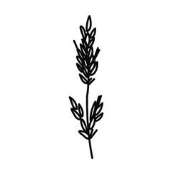 One Vector Botanical Illustration Branch Plant with black line on white background.Floral,Summer hand drawn doodle style picture.Designs for packaging,social media,web,cards, posters,invitations.